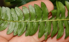 Blechnum australe australe