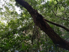 Plectorrhiza tridentata