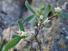 Daphne alpina