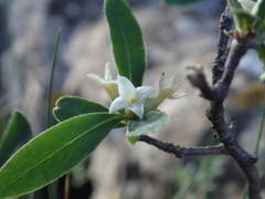 Daphne alpina