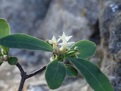 Daphne alpina
