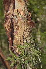 Plectorrhiza tridentata