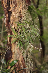Plectorrhiza tridentata