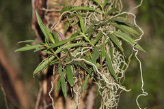 Plectorrhiza tridentata