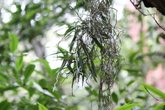 Plectorrhiza tridentata