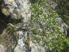 Daphne alpina