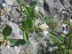 Daphne alpina