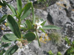 Daphne alpina