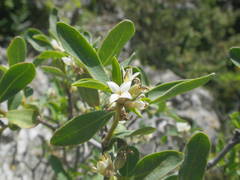 Daphne alpina