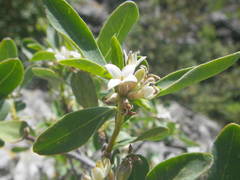 Daphne alpina