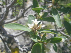 Daphne alpina