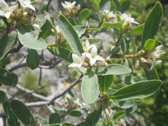 Daphne alpina