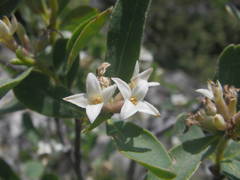 Daphne alpina