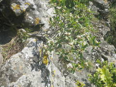 Daphne alpina