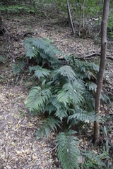 Polystichum pungens