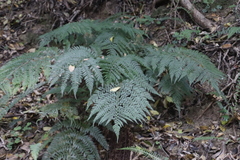 Polystichum pungens