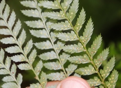 Polystichum pungens
