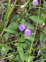 Rostellularia obtusa
