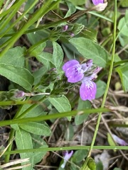 Rostellularia obtusa