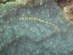 Corythoichthys flavofasciatus