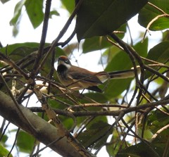 Rhipidura dryas
