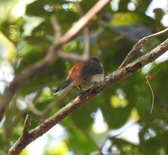 Rhipidura dryas