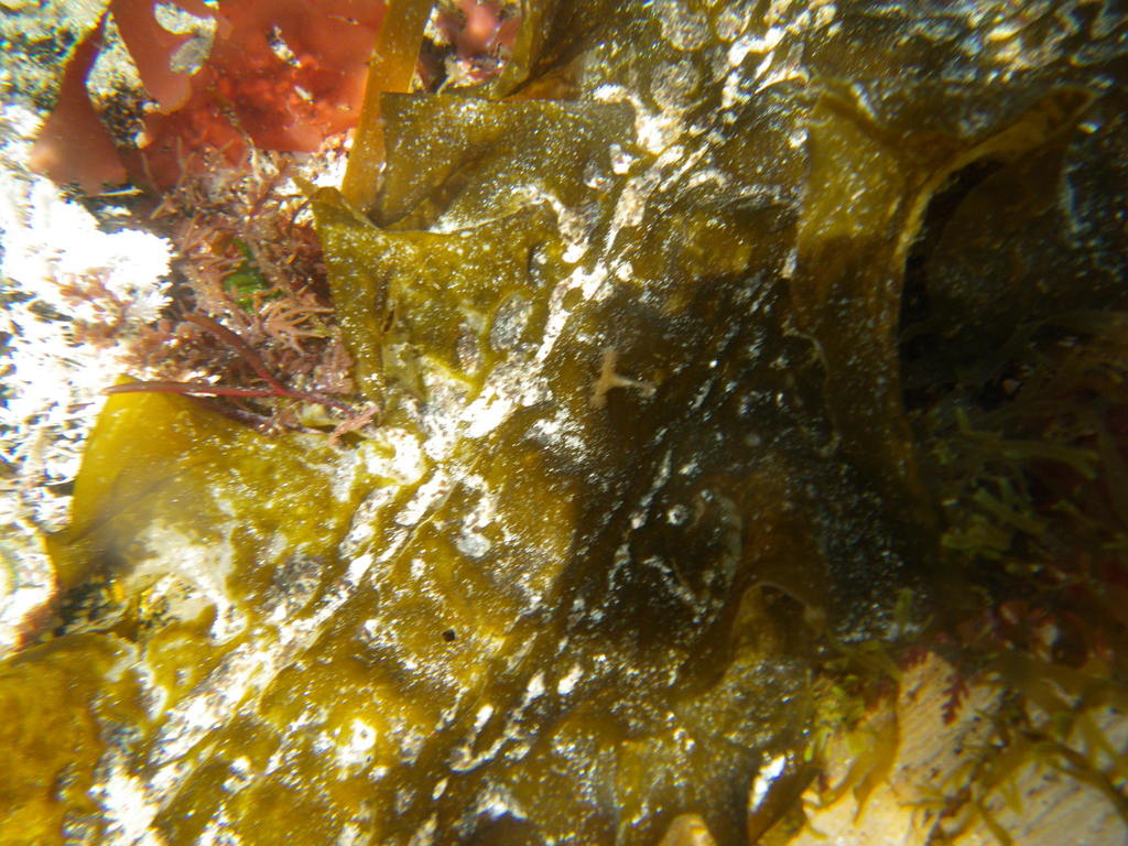 Calvadosia campanulata