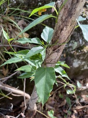 Vincetoxicum paniculatum