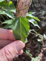 Vincetoxicum paniculatum