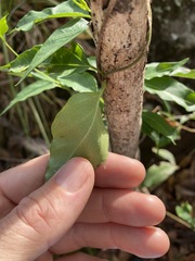 Vincetoxicum paniculatum