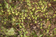 Bulbophyllum exiguum