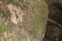 Bulbophyllum exiguum