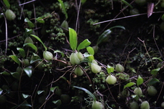 Bulbophyllum exiguum