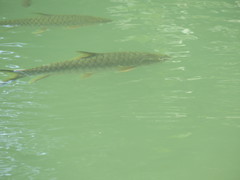 Black Mahseer photo 2