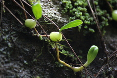 Bulbophyllum exiguum