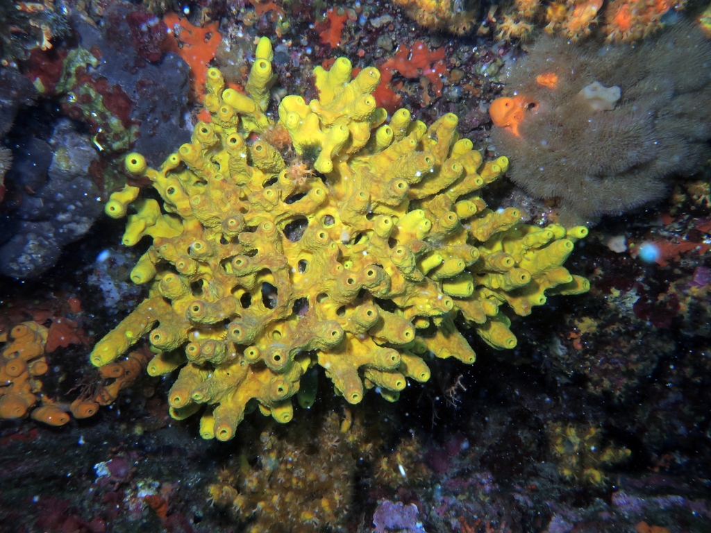 Yellow Cave Sponge