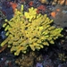 Yellow Cave Sponge - Photo (c) Xavier Rufray, some rights reserved (CC BY-NC), uploaded by Xavier Rufray