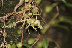 Bulbophyllum exiguum