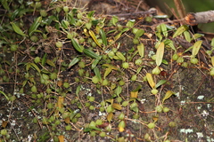 Bulbophyllum exiguum