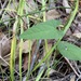Aristolochia meridionalis meridionalis - Photo (c) Greg Tasney, algunos derechos reservados (CC BY-SA), uploaded by Greg Tasney