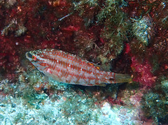 Five-Spotted Wrasse photo 3