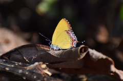 Heliophorus epicles