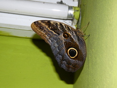 Caligo illioneus illioneus