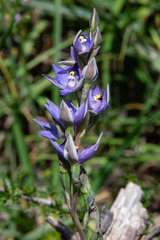 Thelymitra nuda