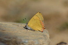 Heliophorus androcles