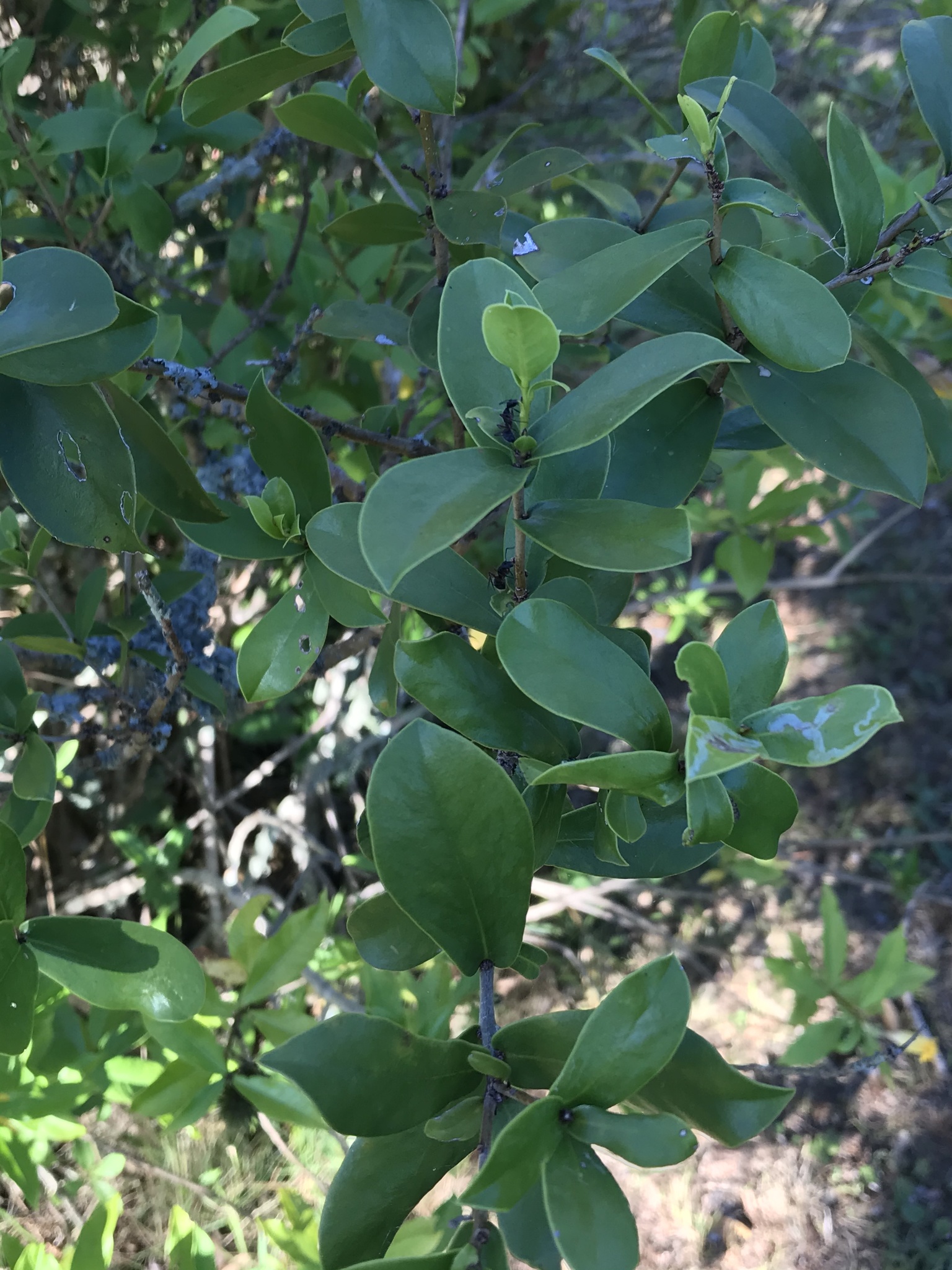 Daphnopsis racemosa