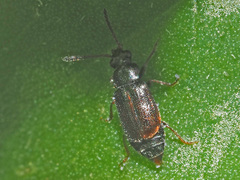 Eusphalerum
