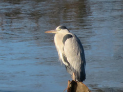 Ardea cinerea