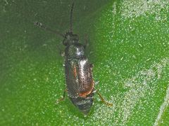 Eusphalerum