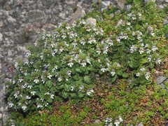 Euphrasia hirtella